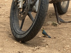 Passerina leclancherii