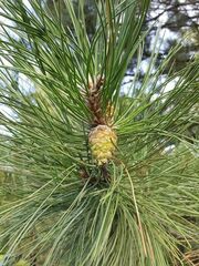 Pinus