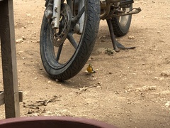 Passerina leclancherii