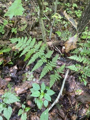 Dryopteris carthusiana