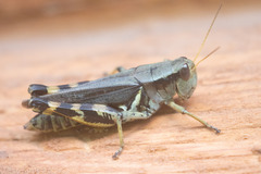Melanoplus eumera