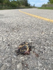 Emydoidea blandingii