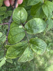 Zanthoxylum americanum