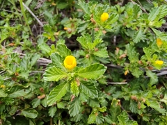 Turnera diffusa