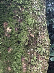 Diploderma swinhonis