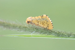 Chrysoecia atrolinea