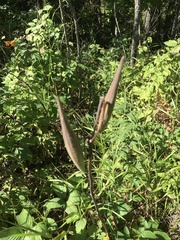 Asclepias amplexicaulis