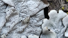 Parmelina tiliacea