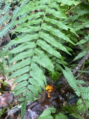 Homalosorus pycnocarpos