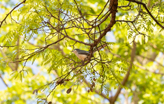 Polioptila dumicola