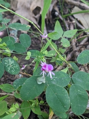 Lespedeza frutescens