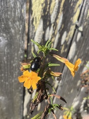 Xylocopa californica