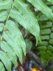 Homalosorus pycnocarpos