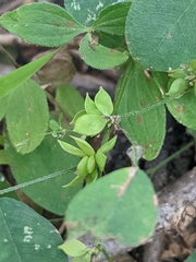 Lespedeza frutescens