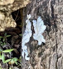 Tremella fuciformis