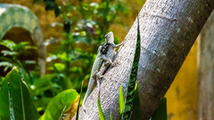 Sceloporus melanorhinus