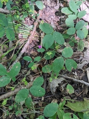 Lespedeza frutescens