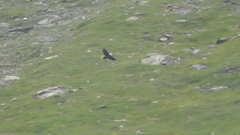 Gypaetus barbatus