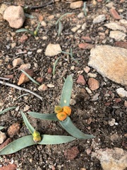 Ornithogalum maculatum