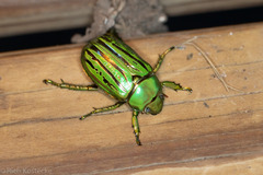 Chrysina gloriosa