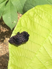 Cycloglypha thrasibulus thrasibulus