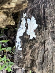 Tremella fuciformis