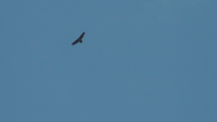 Gypaetus barbatus