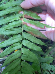 Homalosorus pycnocarpos