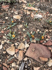 Ornithogalum maculatum