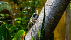Sceloporus melanorhinus