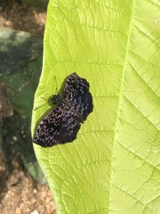 Cycloglypha thrasibulus thrasibulus