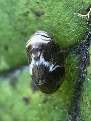 Clastoptera obtusa