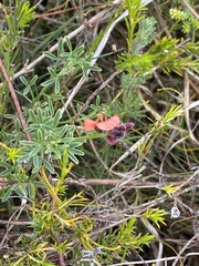 Indigofera heterophylla