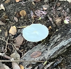 Leucocoprinus fragilissimus