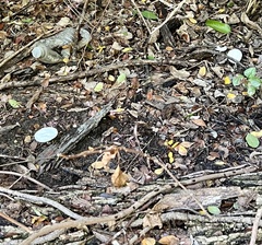 Leucocoprinus fragilissimus