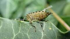 Rhaphigaster nebulosa