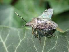 Rhaphigaster nebulosa