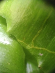 Phytomyza scolopendri