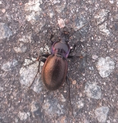 Carabus nemoralis