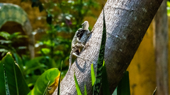 Sceloporus melanorhinus