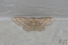 Cyclophora