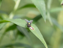 Lucilia coeruleiviridis