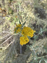 Eriophyllum confertiflorum