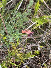 Indigofera heterophylla