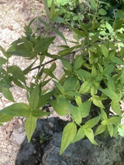 Anisacanthus quadrifidus
