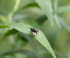 Lucilia coeruleiviridis