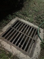 Thamnophis marcianus