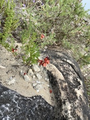 Indigofera heterophylla
