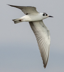 Chlidonias leucopterus