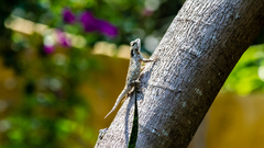 Sceloporus melanorhinus